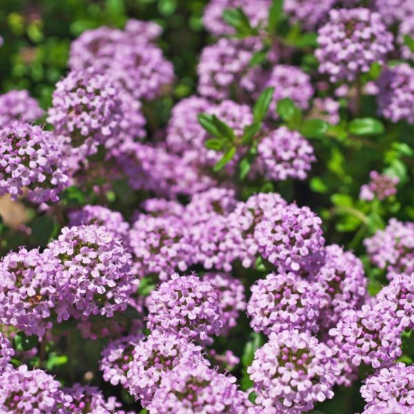 How To Grow Creeping Thyme