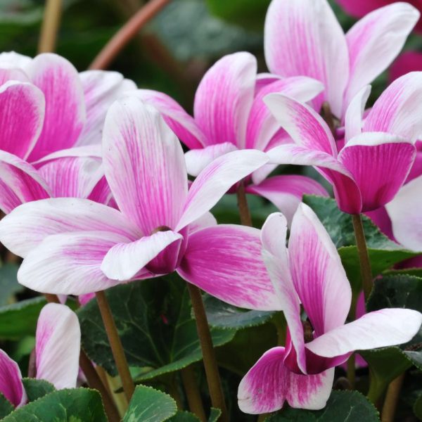 The Essential Guide to Cyclamen Care: Tips and Tricks for Thriving Plants