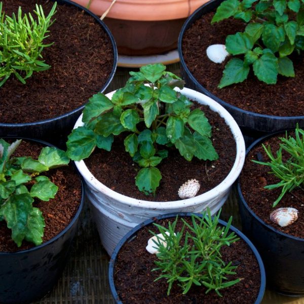 Mastering Container Gardening: Step by Step Guide